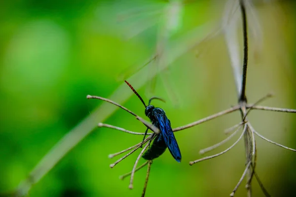 深蓝色的昆虫坐在绿色背景下的小分枝上 宏观拍摄 — 图库照片