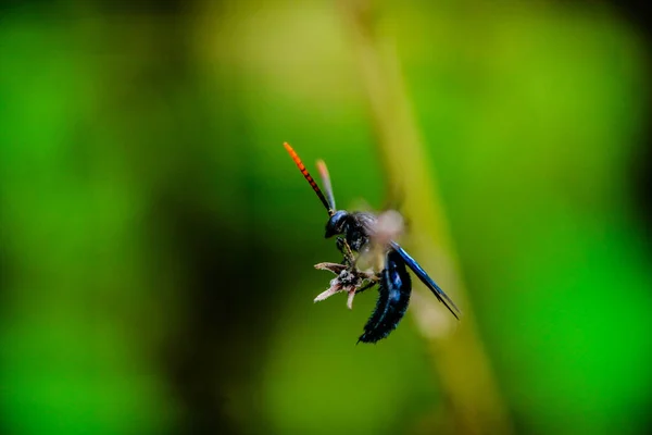 Insecto Azul Oscuro Sentado Pequeñas Ramas Sobre Fondo Verde Macro — Foto de Stock