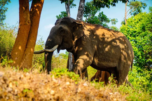 Ασιατικός Άγριος Ελέφαντας Στην Πλευρά Ενός Δασικού Δρόμου Στη Δυτική — Φωτογραφία Αρχείου