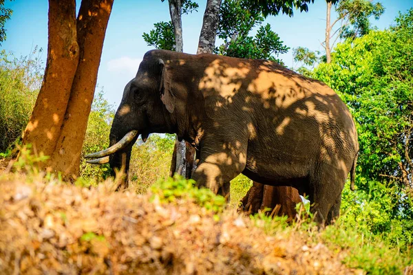 Asiatischer Wilder Elefant Rand Einer Waldstraße Western Ghats Hochwinkelaufnahme — Stockfoto