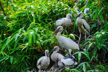 Ranganathittu Kuş Sığınağı, Mandya, Karnataka 'daki Asya açılış gagası ya da Asya açılış gagası leylekleri hem yetişkinler hem de yavrular