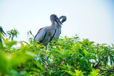 Ranganathittu Kuş Sığınağı, Mandya, Karnataka 'daki Asya açılış gagası ya da Asya açılış gagası leylekleri hem yetişkinler hem de yavrular