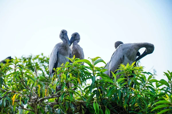 在Ranganathittu鸟类保护区 Mandya Karnataka等地的亚洲开放式或亚洲开放式鹤 既有成鸟也有雏鸟 — 图库照片