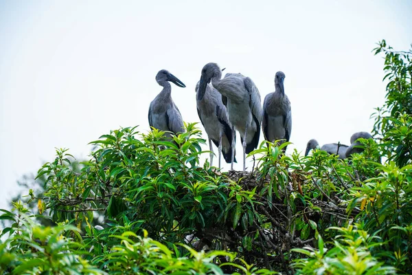 Azjatyckie Bociany Otwartymi Dziobami Lub Azjatyckie Bociany Rezerwacie Ptaków Ranganathittu — Zdjęcie stockowe
