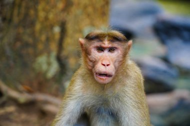 Kızgın bir maymunun yüzü, yakın çekim, vahşi yaşam Batı Ghat 'lerinden