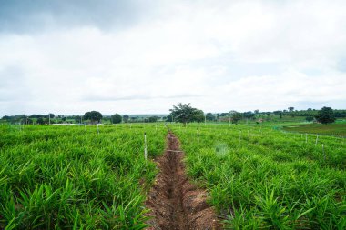 Zencefil ticareti, Zingiber Memurluğu, bir köy tarım alanında