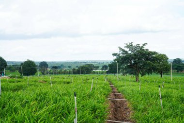 Zencefil ticareti, Zingiber Memurluğu, bir köy tarım alanında