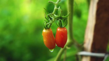 Sebze bahçesinde küçük olgun domatesler, organik tarım.