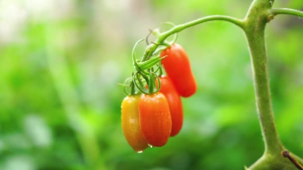 Små Mogna Tomater Grönsaksträdgård Ekologiskt Jordbruk — Stockvideo