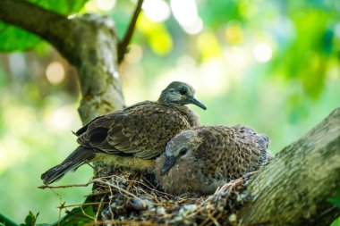 Two chicks of spotted dove in the nest on the branches of coffee plant, commonly seen in Indian subcontinent clipart