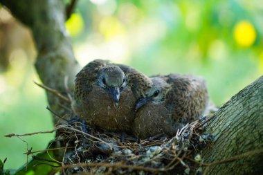 Kahve bitkisinin dallarındaki yuvada benekli güvercin yavruları, genellikle Hindistan 'ın alt kıtasında görülür.