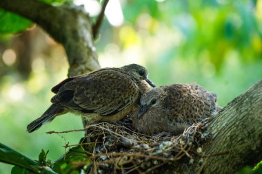 Kahve bitkisinin dallarındaki yuvada benekli güvercin yavruları, genellikle Hindistan 'ın alt kıtasında görülür.