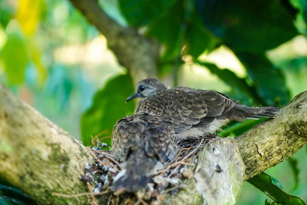 在咖啡植物的枝条上的鸟巢里有两只斑鸠幼鸟 在印度次大陆很常见 — 图库照片