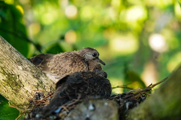 stock image Two chicks of spotted dove in the nest on the branches of coffee plant, commonly seen in Indian subcontinent