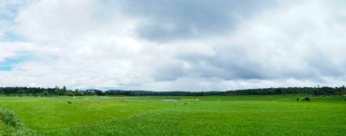Kerala, Hindistan 'da bir çeltik tarlasının panoramik manzarası.