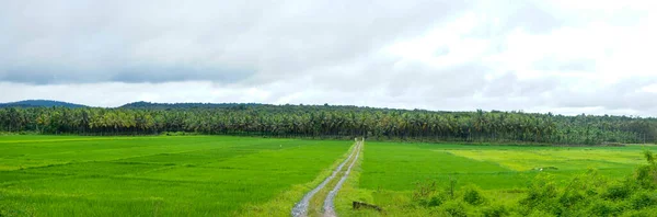 Vista Panoramica Campo Risaie Piantagione Cocco Villaggio Kerala — Foto Stock
