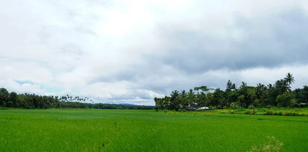 Panoramiczny Widok Pole Ryżowe Wsi Kerala Indie — Zdjęcie stockowe