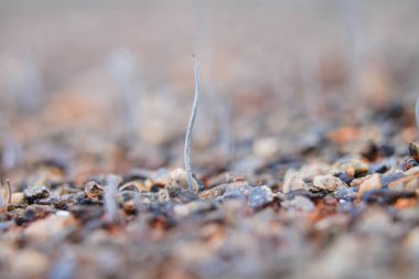  Mum çubuğu mantarı ya da geyik boynuzu mantarı ıslak topraklarda, Xylariaceae ailesine aittir.