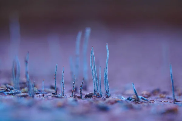 Μύκητας Κηροπήγιο Stags Μύκητα Κέρατο Στο Υγρό Έδαφος Που Ανήκουν — Φωτογραφία Αρχείου