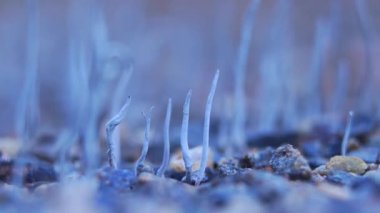 Xylaria hipoksilon genellikle mum çubuğu mantarı olarak bilinir ya da ıslak topraklarda geyik boynuzu mantarı, Xylariaceae ailesine ait, 4k video