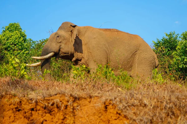 Elefante Selvagem Asiático Lado Uma Estrada Florestal Gates Ocidentais Tiro — Fotografia de Stock