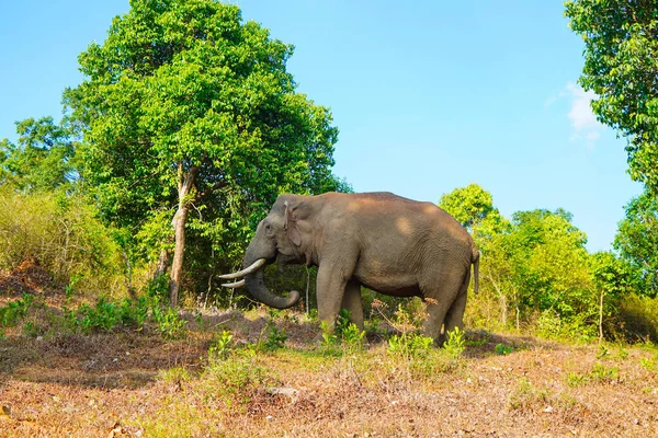 Elefante Salvaje Asiático Lado Camino Forestal Ghats Occidental Tiro Ángulo —  Fotos de Stock