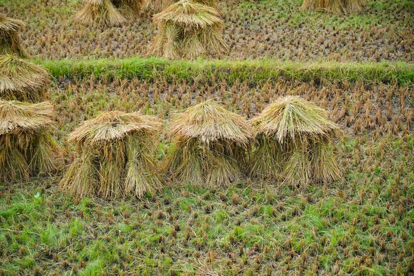 脱穀前に水田に保管された刈り取った水田のヒープ 高角度のショット — ストック写真
