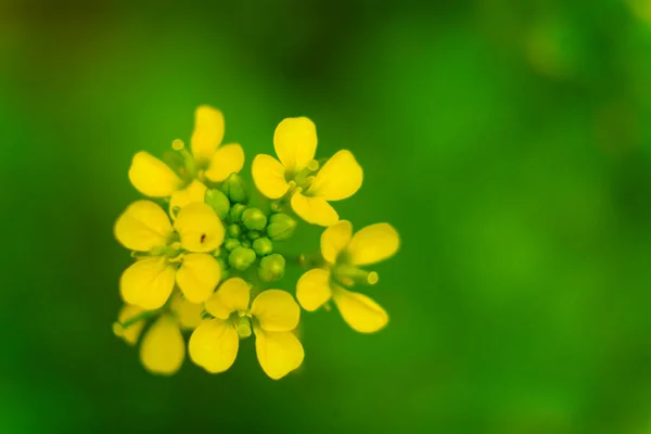 Желтый Цвет Горчицы Цветы Зеленом Фоне Избирательный Фокус Высокий Угол — стоковое фото