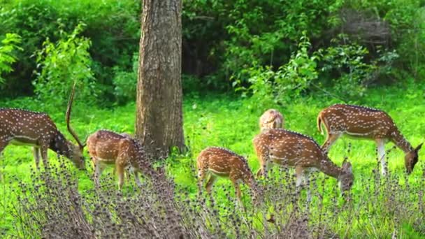 在野生动物保护区放牧的鹿群 原产于印度次大陆 4K视频 — 图库视频影像