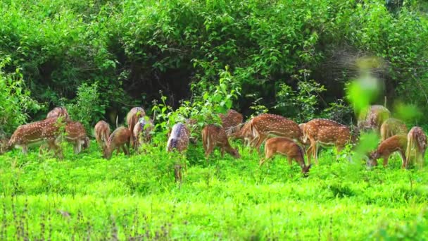Herd Chital Spotted Cervo Pascolo Santuario Vita Selvaggia Nativo Del — Video Stock