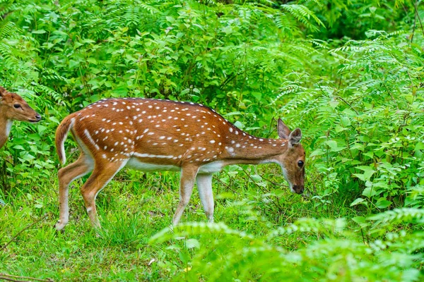 在原产于印度次大陆的野生动物保护区放牧的鹿群或斑点鹿 — 图库照片