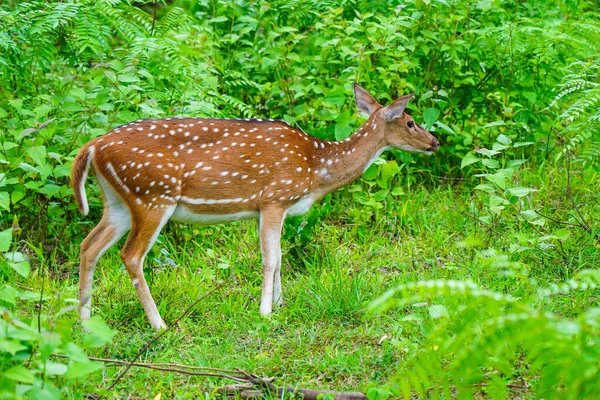Cervos Reais Manchados Pastando Santuário Vida Selvagem Nativo Subcontinente Indiano — Fotografia de Stock