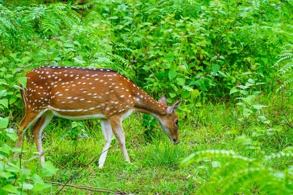在原产于印度次大陆的野生动物保护区放牧的鹿群或斑点鹿 — 图库照片