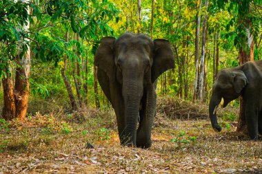 Batı Ghat 'lerindeki vahşi yaşam sığınağında geleneksel bir fil yolu olan orman yolunun kenarındaki Asya vahşi filleri.