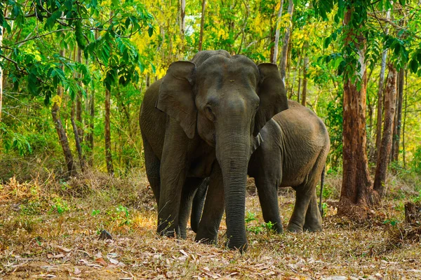 Elefantes Selvagens Asiáticos Lado Uma Estrada Florestal Caminho Elefante Tradicional — Fotografia de Stock