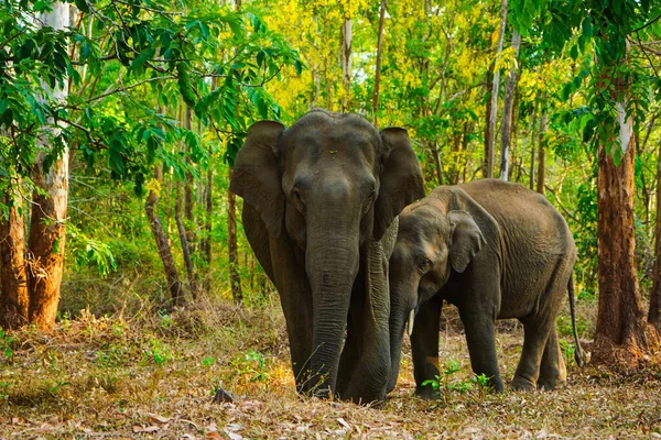 Elefantes Selvagens Asiáticos Lado Uma Estrada Florestal Caminho Elefante Tradicional — Fotografia de Stock