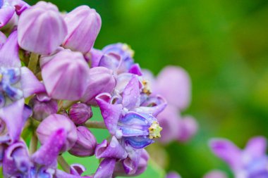 Apocynaceae ailesine ait olan kalotropis devi veya taç çiçeği olarak bilinir. Lateks üretiyorlar..