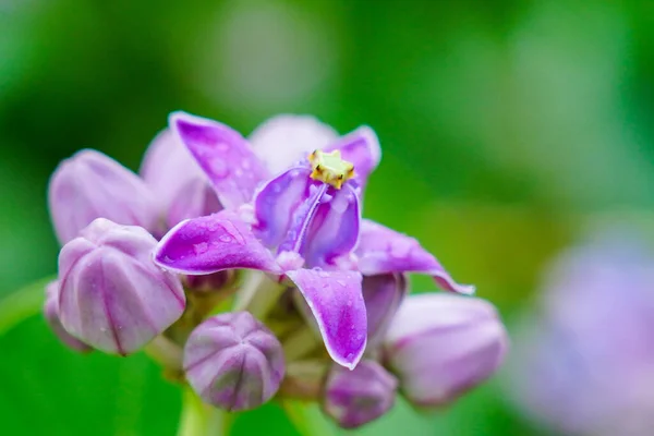 Apocynaceae Ailesine Ait Olan Kalotropis Devi Veya Taç Çiçeği Olarak — Stok fotoğraf