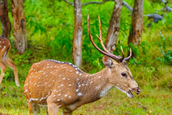 在印度次大陆上的野生动物保护区里 湿淋淋地在雨中吃草的小鹿或斑点鹿 — 图库照片