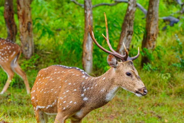 Chital Spotted Deer Wet Rain Grazing Wild Life Sanctuary Native — Stock Photo, Image