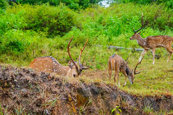 在印度次大陆上的野生动物保护区里 湿淋淋地在雨中吃草的小鹿或斑点鹿 — 图库照片