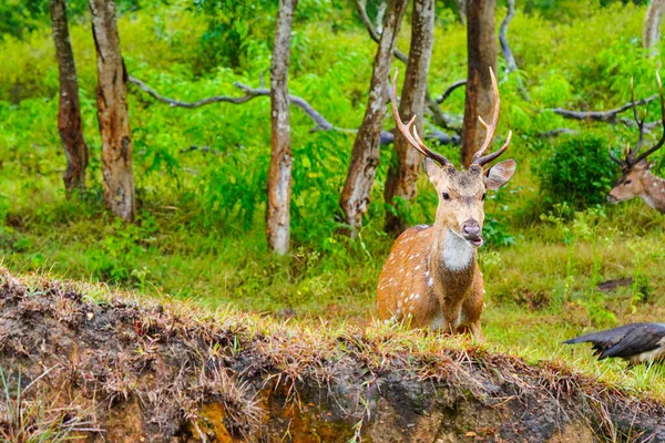 Cervo Malhado Malhado Molhado Chuva Pastando Santuário Vida Selvagem Nativo — Fotografia de Stock