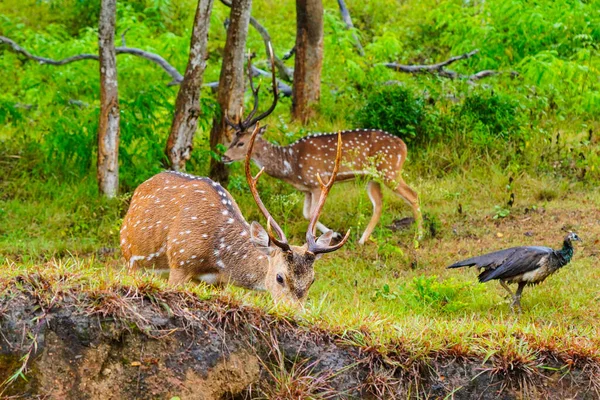 インド亜大陸原産の野生生物保護区の雨の放牧で湿らせたチッタルまたは斑点のある鹿 — ストック写真