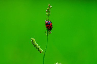 Coccinella transversalis ya da yeşil arka planda çapraz dişi böcek, makro çekim