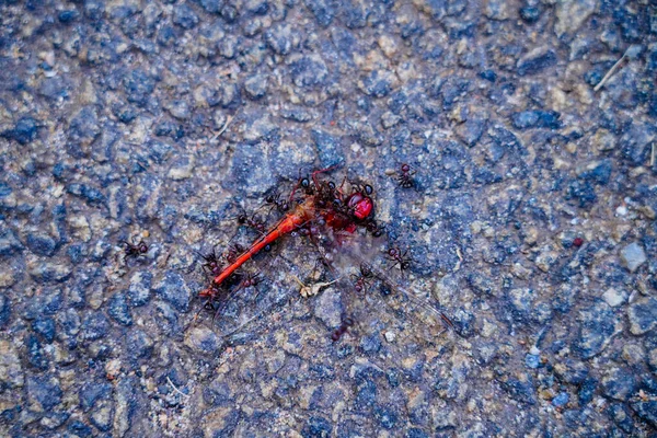 蚂蚁吃着龙的尸体在柏油的路上飞 有选择地集中注意力 — 图库照片