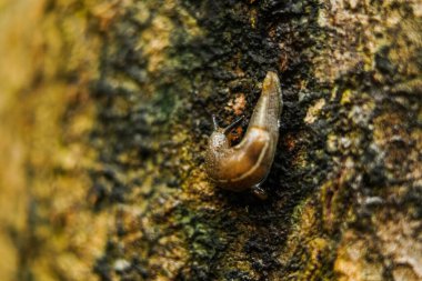 Bir mısır bitkisinin gövdesine kurşun ya da kara mermisi, yakın çekim.