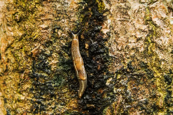 Slug Atau Tanah Siput Bagasi Tanaman Jagung Menutup Ditembak — Stok Foto
