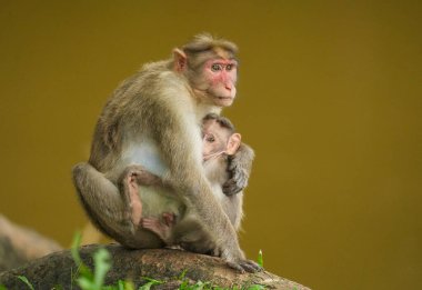 Anne maymunun yakın çekimi, yavru maymunu ormanda besler. Kerala 'daki vahşi yaşam tapınağından güzel bir sahne.