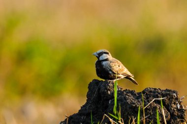 Küçük bir Ashy-Crowned Sparrow-Lark (Eremopterix griseus) bir çeltik tarlasında toprak yığınına tünemektedir..