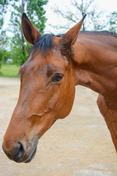 Divoký Kůň Zaprášený Během Jemného Krocení — Stock fotografie
